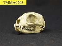 藏品(石虎頭骨)的圖片